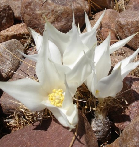 Gethyllis namaquensis flowers